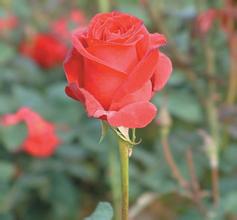 Ӳ�ƾŹһ���Ƶ���Ծ������Ƹĸ�Ϊ�ص�ȫ����ĸ�...